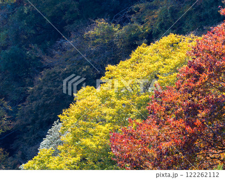 秋晴れに映えるグラデーションの美しい紅葉 秋晴れに映えるグラデーションの美しい紅葉 122262112