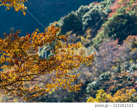 秋晴れに映える美しい紅葉 122262122