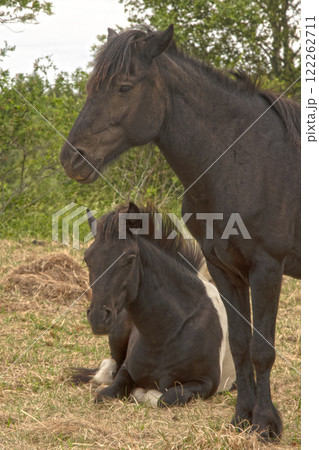 horses in nature 122262711