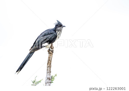 Levaillant's Cuckoo in Greater Kruger National park, South Africa Levaillant's Cuckoo in Greater Kruger National park, South Africa 122263001