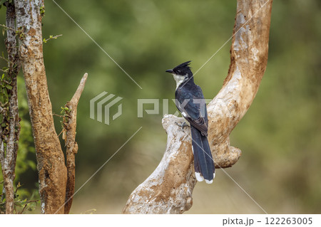 Pied Cuckoo in Greater Kruger National park, South Africa 122263005