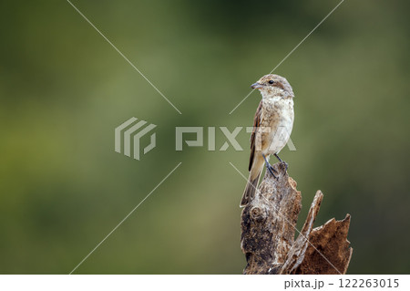 Red-backed Shrike in Greater Kruger National park, South Africa Red-backed Shrike in Greater Kruger National park, South Africa 122263015