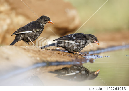 Red billed Buffalo Weaver in Greater Kruger National park, South Africa 122263018