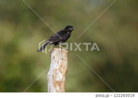 Red billed Buffalo Weaver in Greater Kruger National park, South Africa 122263019