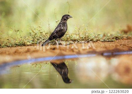 Red billed Buffalo Weaver in Greater Kruger National park, South Africa Red billed Buffalo Weaver in Greater Kruger National park, South Africa 122263020