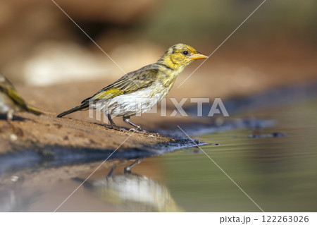Red headed weaver in Greater Kruger National park, South Africa 122263026