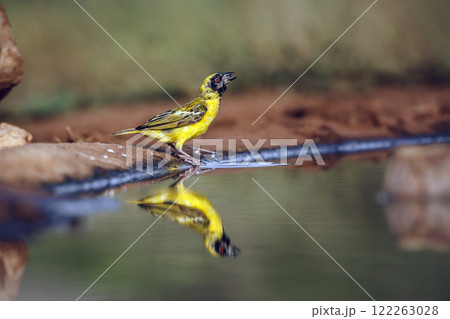 Southern Masked Weaver in Greater Kruger National park, South Africa 122263028