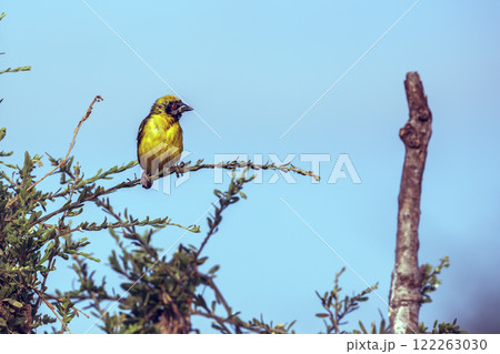 Southern Masked Weaver in Greater Kruger National park, South Africa 122263030