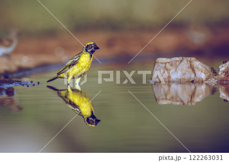 Southern Masked Weaver in Greater Kruger National park, South Africa Southern Masked Weaver in Greater Kruger National park, South Africa 122263031