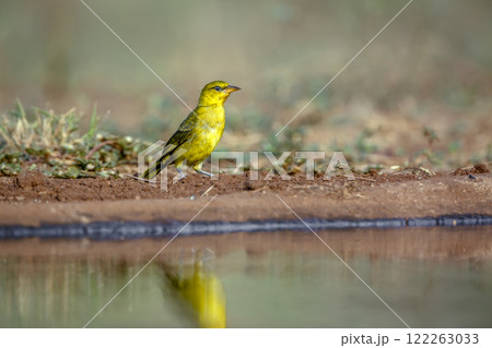 Spectacled Weaver in Greater Kruger National park, South Africa Spectacled Weaver in Greater Kruger National park, South Africa 122263033