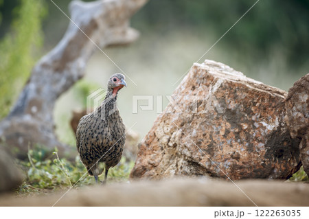 Swainson's Spurfowl in Greater Kruger National park, South Africa 122263035