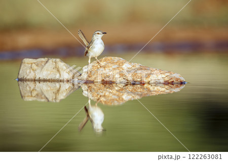 Black chested Prinia in Greater Kruger National park, South Africa 122263081