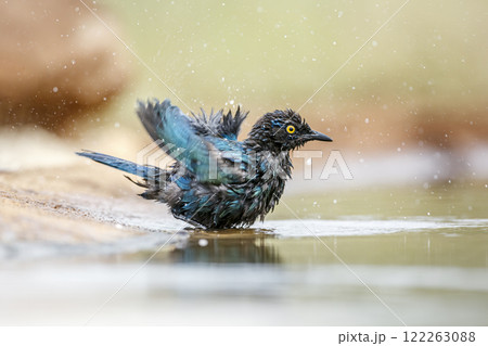 iCape Glossy Starling n Greater Kruger National park, South Africa iCape Glossy Starling n Greater Kruger National park, South Africa 122263088