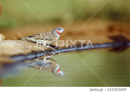 Cut throat finch in Greater Kruger National park, South Africa 122263097