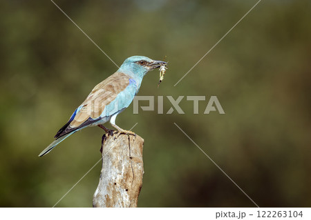 European Roller in Greater Kruger National park, South Africa European Roller in Greater Kruger National park, South Africa 122263104