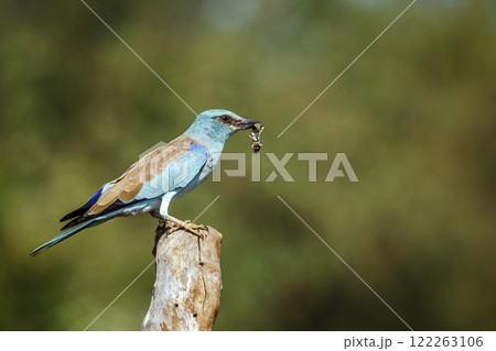 European Roller in Greater Kruger National park, South Africa European Roller in Greater Kruger National park, South Africa 122263106