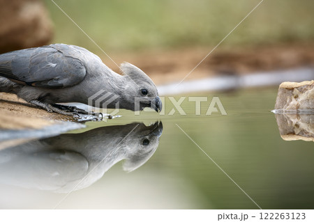Grey go away bird in Greater Kruger National park, South Africa 122263123