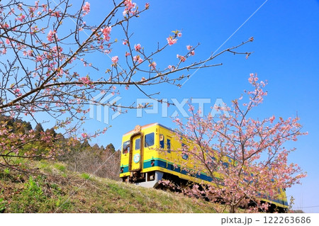 いすみ鉄道「河津桜咲く沿線風景」青空背景に いすみ鉄道「河津桜咲く沿線風景」青空背景に 122263686