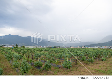 rice fields in the mountains 122263718