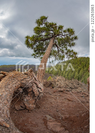 coniferous forest in the volcanic mountains on the island of Tenerife coniferous forest in the volcanic mountains on the island of Tenerife 122263863