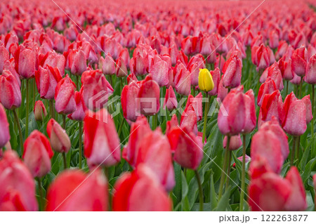 lonely yellow flower in a field of red tulips. lonely yellow flower in a field of red tulips. 122263877