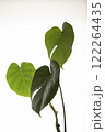 モンステラの葉 122264435