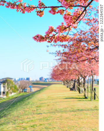 千葉市川江戸川の桜咲く土手から見る春の青空 千葉市川江戸川の桜咲く土手から見る春の青空 122264597