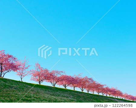 千葉市川江戸川の桜咲く土手から見る春の青空 千葉市川江戸川の桜咲く土手から見る春の青空 122264598