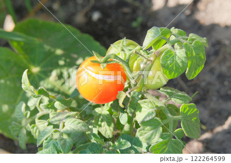 Tomatoes is growing in a rustic garden. Vegetable culture. Growing tomato. Cottage garden. Sunny day. Tomatoes is growing in a rustic garden. Vegetable culture. Growing tomato. Cottage garden. Sunny day. 122264599