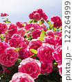 咲き乱れるバラ 122264999