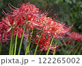 咲き乱れる彼岸花 122265002