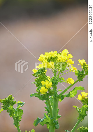 菜の花 菜の花 122265134