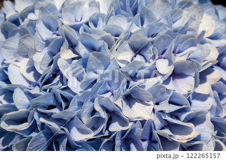 Detail of Hydrangea in the sunlight, Portugal 122265157