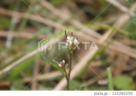 種付け花 122265250