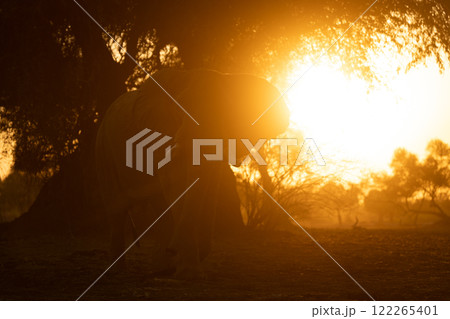 African elephant stands in trees at dawn African elephant stands in trees at dawn 122265401