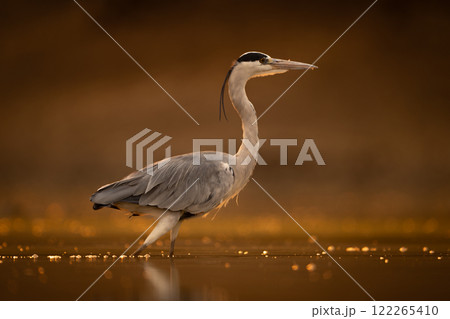 Grey heron stands in profile at sunset Grey heron stands in profile at sunset 122265410