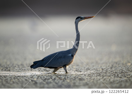 Grey heron walks through pond lifting head 122265412