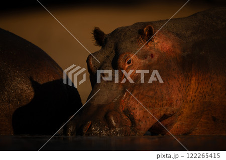 Hippo stands wallowing in pond at sunrise 122265415