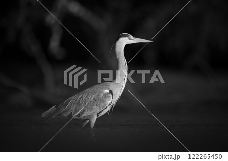 Mono grey heron in pool at dawn 122265450
