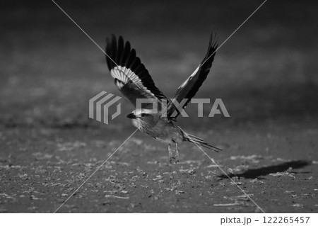 Mono lilac-breasted roller crosses earth raising wings Mono lilac-breasted roller crosses earth raising wings 122265457
