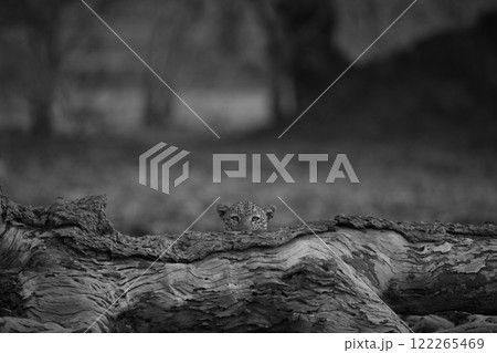 Mono male leopard peeping over dead log 122265469