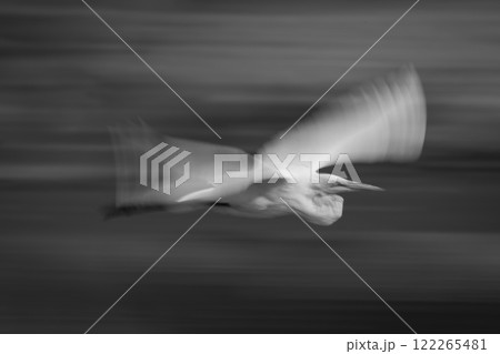 Mono slow pan of egret following river Mono slow pan of egret following river 122265481