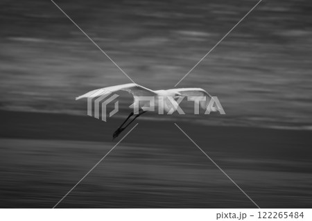 Mono slow pan of egret gliding past Mono slow pan of egret gliding past 122265484