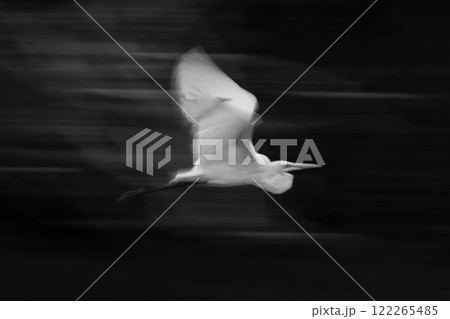 Mono slow pan of egret lifting wings Mono slow pan of egret lifting wings 122265485