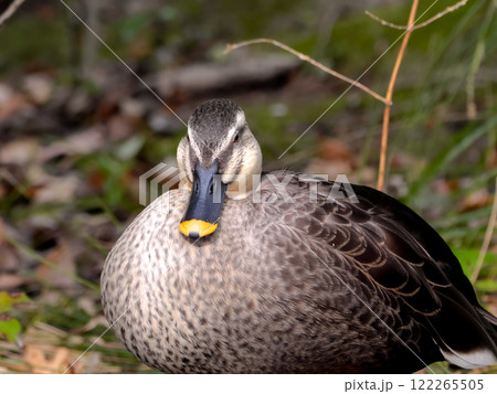 カルガモ 122265505