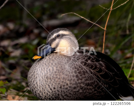 カルガモ 122265506