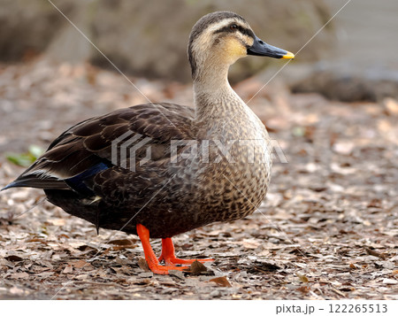 カルガモ カルガモ 122265513