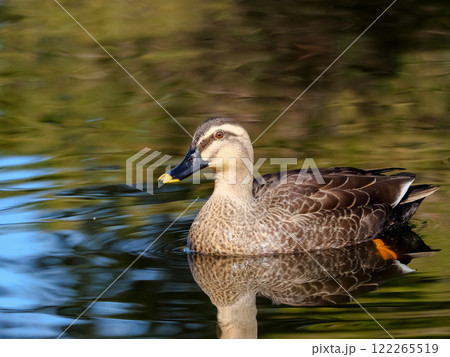 カルガモ カルガモ 122265519