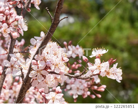 The pink cherry blossoms are blooming beautifully in spring The pink cherry blossoms are blooming beautifully in spring 122265851
