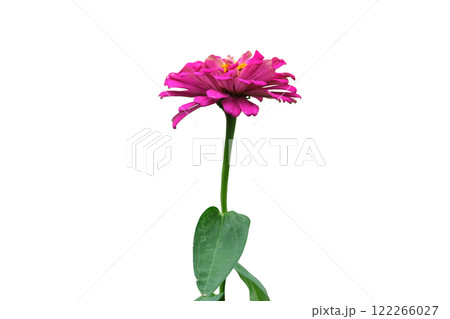 pink zinnia flowers side view pink zinnia flowers side view 122266027